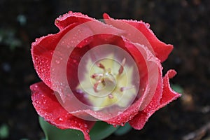 Red tulipan and morning dew photo